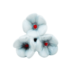Kommodeknott hvit i amaryllis