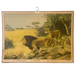 Skoleplansje med motiv av lejon
