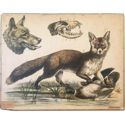 Ekte gammeldags skoleplakat med motiv av rev og ulv