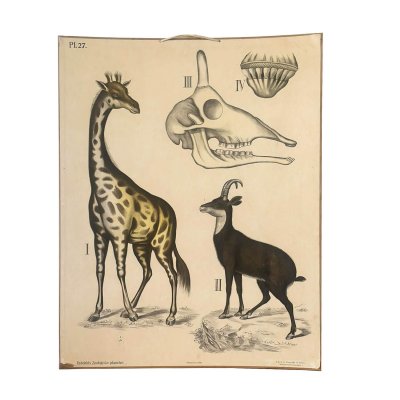Ekte gammeldags skoleplakat med motiv av giraff