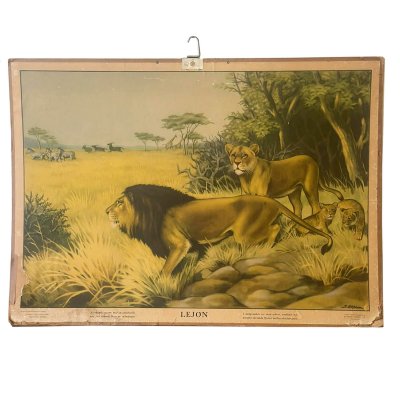 Skoleplansje med motiv av lejon